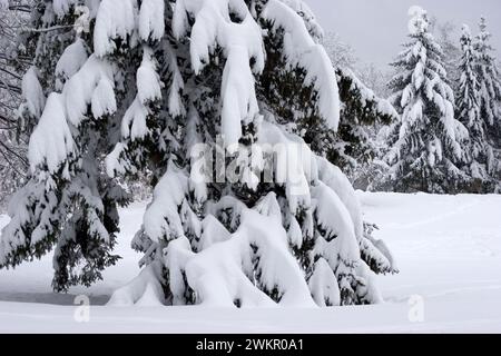 buissons et arbres couverts de neige Banque D'Images