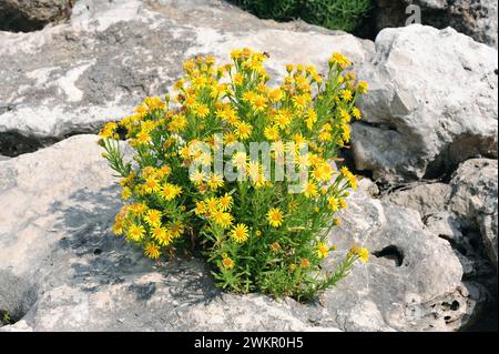 Le samphire doré (Inula crithmoides ou Limbarda crithmoides) est une herbe vivace originaire des côtes du bassin méditerranéen et des côtes atlantiques de la France, Pô Banque D'Images