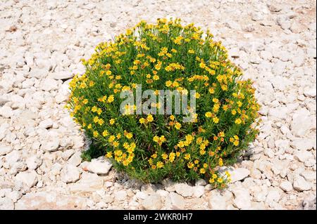 Le samphire doré (Inula crithmoides ou Limbarda crithmoides) est une herbe vivace originaire des côtes du bassin méditerranéen et des côtes atlantiques de la France, Pô Banque D'Images