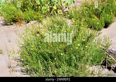 Le samphire doré (Inula crithmoides ou Limbarda crithmoides) est une herbe vivace originaire des côtes du bassin méditerranéen et des côtes atlantiques de la France, Pô Banque D'Images