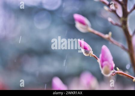 Fond de fleur de printemps. Belle scène de la nature avec arbre en fleurs et gouttes de pluie. Bourgeons floraux de printemps artistiques, paysage naturel étonnant Banque D'Images