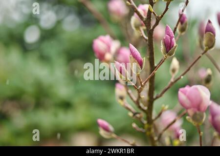 Fond de fleur de printemps. Belle scène de la nature avec arbre en fleurs et gouttes de pluie. Bourgeons floraux de printemps artistiques, paysage naturel étonnant Banque D'Images