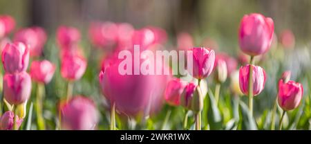 Gros plan printemps nature paysage. Des tulipes roses colorées fleurissent sous la lumière du soleil sur un arrière-plan flou été Banque D'Images