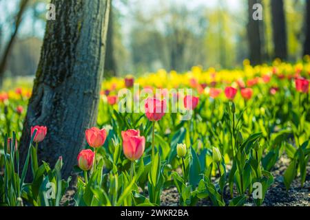 Gros plan printemps nature paysage. Des tulipes roses colorées fleurissent sous la lumière du soleil sur un arrière-plan flou été Banque D'Images