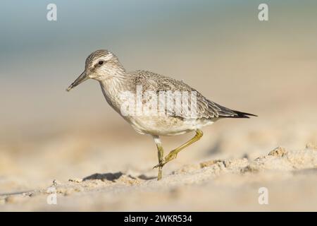 Oiseau de rivage - juvénile Calidris canutus, nœud rouge sur le rivage de la mer Baltique, oiseau migrateur Pologne Europe Banque D'Images