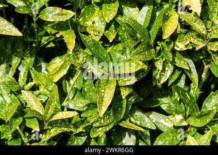 Belles feuilles d'Aucuba japonica poussant dans le jardin. Banque D'Images