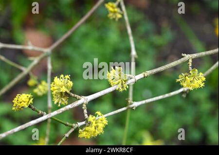 Fleurs d'hiver jaunes de mas de Cornus, ou cerise de Cornelian 'Golden Glory' poussant dans le jardin britannique février Banque D'Images