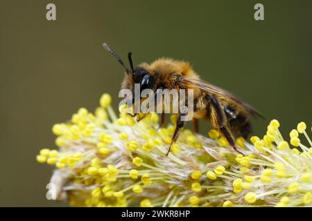 Gros plan naturel sur une femelle du rare et tôt volant grand sallow, abeille minière , Anderna apicata assis sur un pollen jaune chargé de saule catkin , Banque D'Images