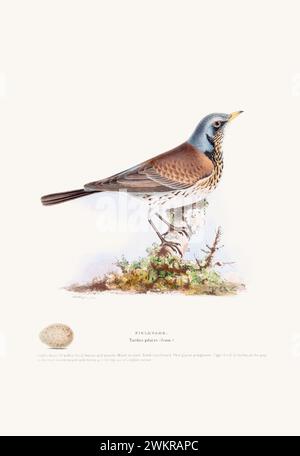 Vintage Bird illustration : une représentation exquise des oiseaux britanniques du 19ème siècle, trouvée dans un livre antique sur les oiseaux. Banque D'Images