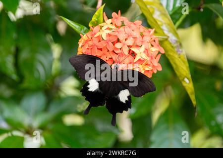 Une belle Hélène rouge (Papilio helenus) papillon avec ses ailes étendues et se nourrissant d'un groupe de fleurs orangées dans le jardin. Banque D'Images