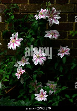 Gros plan sur les fleurs panachées roses et blanches de la plante grimpante vivace de jardin clématites andromeda. Banque D'Images