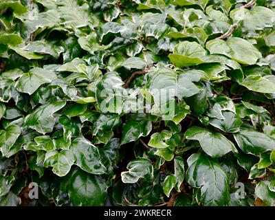 Gros plan de la grimpante de jardin panachée crème et verte hedera algeriensis gloire de marengo. Banque D'Images