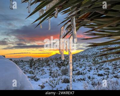 Les glaçons suspendus à un Joshua Tree au coucher du soleil après une chute de neige dans les montagnes de printemps, Nevada Banque D'Images