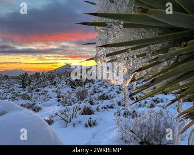 Les glaçons suspendus à un Joshua Tree au coucher du soleil après une chute de neige dans les montagnes de printemps, Nevada Banque D'Images