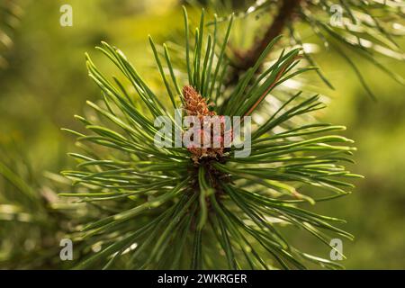 jeunes pommes de pin fraîches au printemps. aiguilles de pin, fond flou, gros plan. Banque D'Images