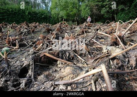 Les plants de Gunnera en hiver ( février ) dormaient au jardin botanique de Logan, Port Logan, Dumfries et Galloway en Écosse Banque D'Images