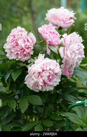 Paeonia lactiflora Sarah Bernhardt fleurit dans le jardin d'été Banque D'Images