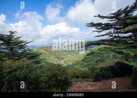 La forêt de Paphos est une forêt domaniale située dans les montagnes Troodos de Chypre Banque D'Images