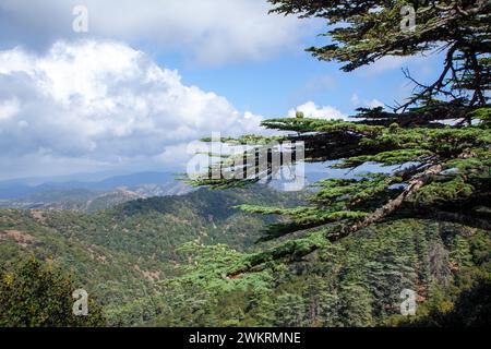 La forêt de Paphos est une forêt domaniale située dans les montagnes Troodos de Chypre Banque D'Images