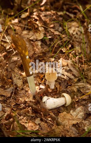 Deux champignons Boletus dans la nature. Les champignons porcini (cep, porcino ou boléte roi, généralement appelé boletus edulis) poussent sur le sol de la forêt parmi les mousses Banque D'Images