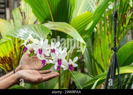 mains masculines tendant à des orchidées blanches et violettes suspendues dans la cour sur un fond de feuilles de palmier Banque D'Images