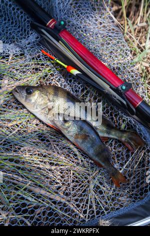 Poisson pêché. Plusieurs poissons de perchaude commune ou perchaude européenne connus sous le nom de Perca fluviatilis avec barre flottante sur filet de pêche noir. Banque D'Images