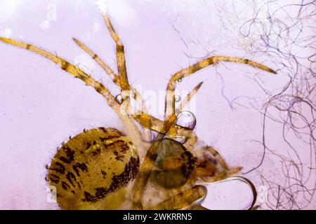 insecte sous un microscope, monstre effrayant du micromonde Banque D'Images