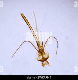 insecte sous un microscope, monstre effrayant du micromonde Banque D'Images