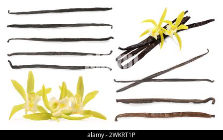 Gousses de vanille et fleurs jaunes isolées sur blanc, serties Banque D'Images