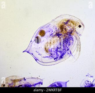 insecte sous un microscope, monstre effrayant du micromonde Banque D'Images