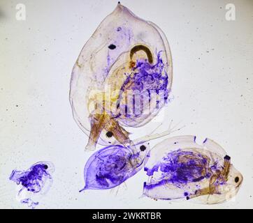 insecte sous un microscope, monstre effrayant du micromonde Banque D'Images