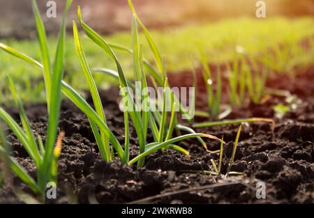 Herbe verte fraîche au coucher du soleil tôt le matin Banque D'Images