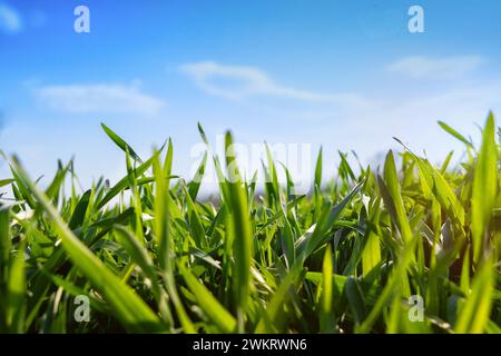 Jeune blé d'hiver dans un champ contre un ciel bleu. Herbe verte sous le soleil au début du printemps. Banque D'Images