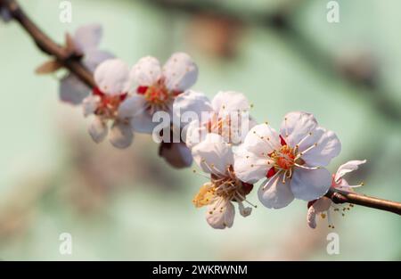 Branche d'abricot avec inflorescences sur fond pastel. Abricot fleuri. Le concept de réveil printanier. Banque D'Images