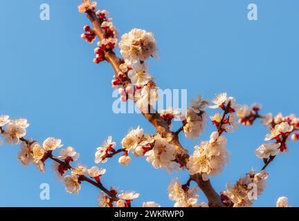 Branches d'abricot avec inflorescences sur un fond de ciel bleu. Le concept de culture d'arbres fruitiers Banque D'Images