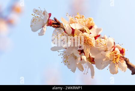 Branche d'abricot avec des fleurs gelées contre le ciel au coucher du soleil au printemps. Banque D'Images