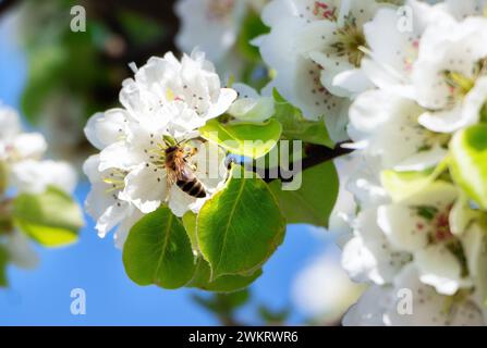 Cerisiers en fleurs. Une abeille sur les feuilles d'une cerise en fleurs contre un ciel bleu. Banque D'Images