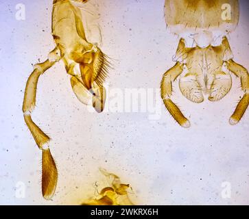 insecte sous un microscope, monstre effrayant du micromonde Banque D'Images