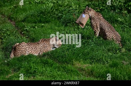 Mâles guépards du nord-est se nourrissant au parc zoologique de Dartmoor, Devon. On essaie de retirer sa nourriture cachée dans un emballage en carton. Banque D'Images