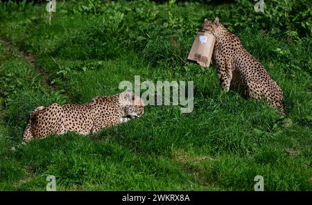 Mâles guépards du nord-est se nourrissant au parc zoologique de Dartmoor, Devon. On essaie de retirer sa nourriture cachée dans un emballage en carton. Banque D'Images