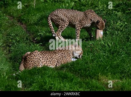 Mâles guépards du nord-est se nourrissant au parc zoologique de Dartmoor, Devon. On essaie de retirer sa nourriture cachée dans un emballage en carton. Banque D'Images