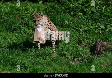 Un guépard du Nord-est mâle cherchant sa nourriture cachée dans un paquet de carton au parc zoologique de Dartmoor, Devon. Banque D'Images