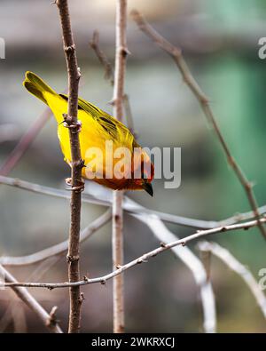 Un finlandais jaune à front orange est assis sur une branche d'arbre sans feuilles Banque D'Images