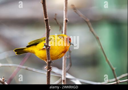 Un finlandais jaune à front orange est assis sur une branche d'arbre sans feuilles Banque D'Images