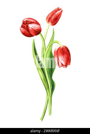 Tulipes rouges. Illustration d'aquarelle dessinée à la main, isolée sur fond blanc Banque D'Images