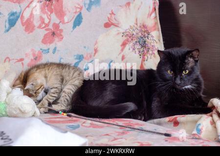 Black Big Cat et Little Kitten en gros plan Banque D'Images