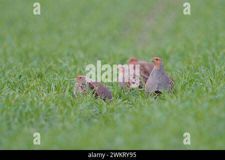 Perdrix grises ( Perdix perdix ), petit troupeau, assis dans un champ verdoyant en posture typique, faune, Europe. Banque D'Images