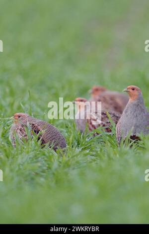 Perdrix grises ( Perdix perdix ), petit troupeau, assis dans un champ verdoyant en posture typique, faune, Europe. Banque D'Images