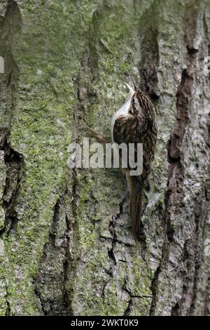 Un trésor commun de recherche d'insectes sur l'écorce d'arbre Banque D'Images