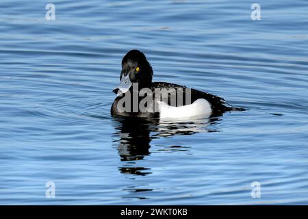 Un canard touffeté mâle au RSPB Titchwell Marsh Banque D'Images